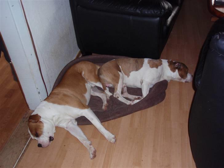 Amerikansk bulldog kettners Enzo billede 12