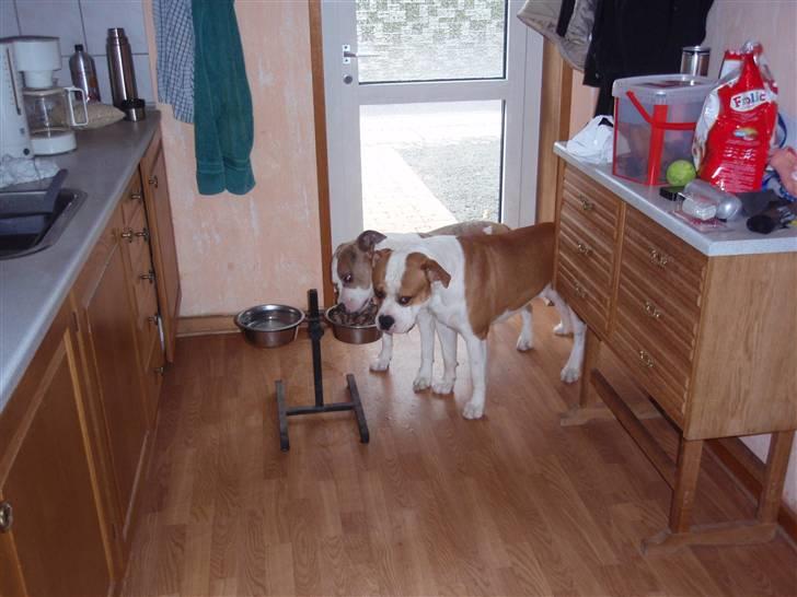 Amerikansk bulldog kettners Enzo billede 13