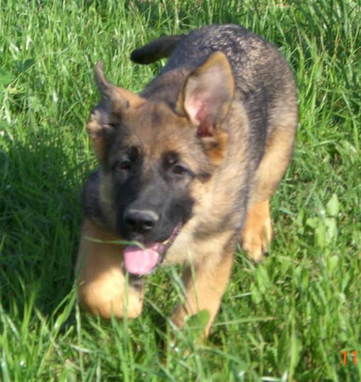 Schæferhund Gabi billede 1