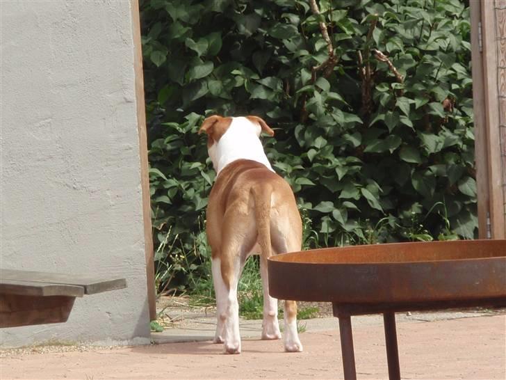 Amerikansk bulldog kettners Enzo billede 14