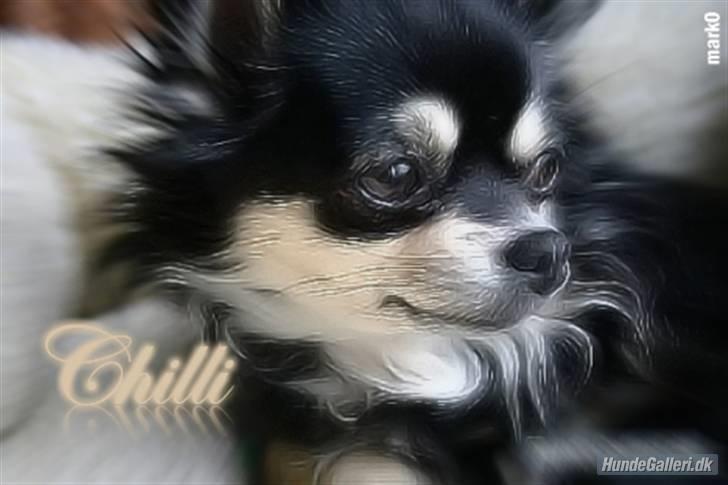 Chihuahua Chilli - Flot billede Mark har lavet af mig billede 1