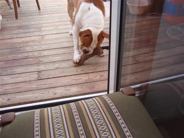 Amerikansk bulldog kettners Enzo billede 15