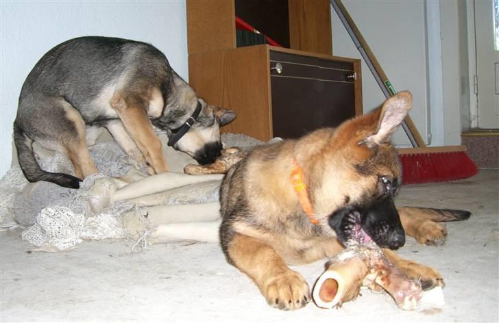 Schæferhund Gabi billede 4