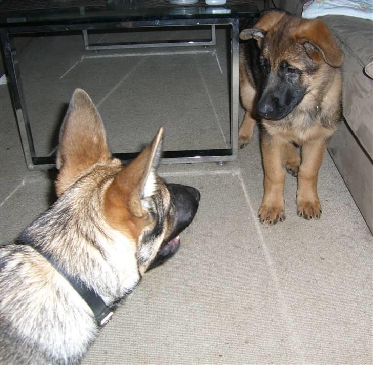 Schæferhund Gabi billede 5