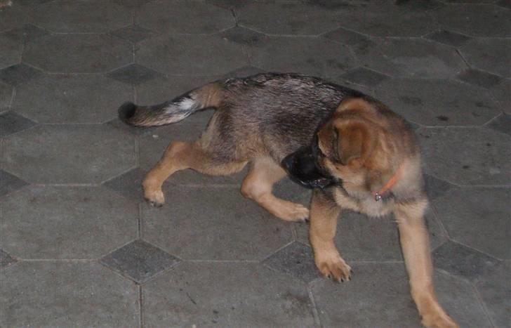 Schæferhund Gabi billede 6