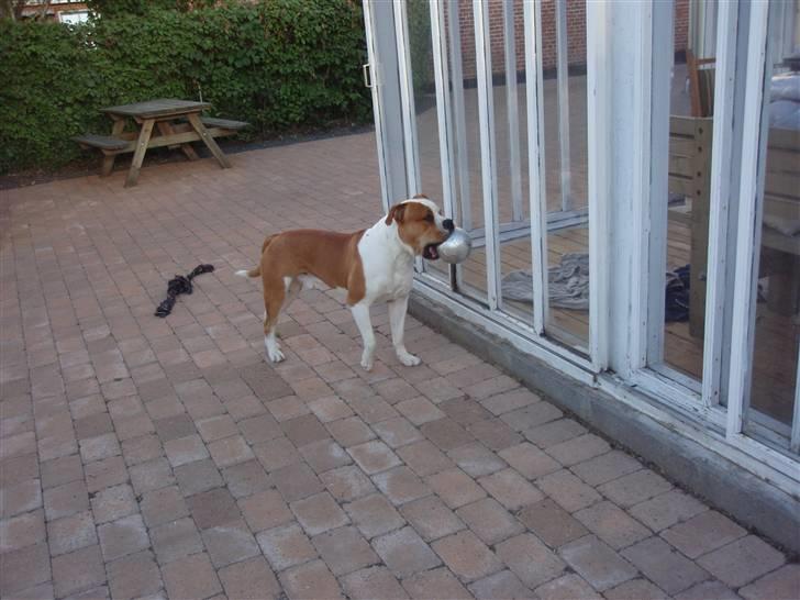 Amerikansk bulldog kettners Enzo billede 16