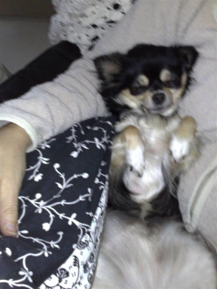 Chihuahua Chilli - er en lille puttegris billede 2