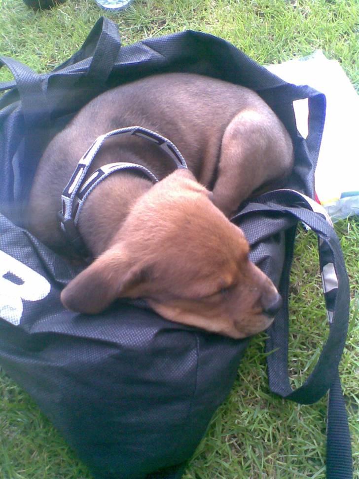 Blanding af racer >Miss Diva< - Diva var med en tur i esbjerg. Måtte udnytte at hun stadig er så lille at jeg kunne have hende i en taske. ;-) billede 5