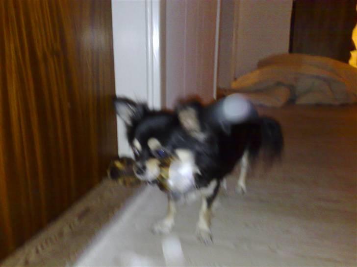 Chihuahua Chilli - har fået et kæmpe kødben og hvor skal det så gemmes billede 3