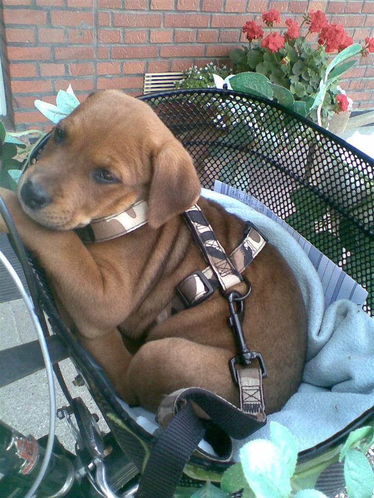 Blanding af racer >Miss Diva< - Og her var hun så med på cykeltur... hi hi... hun kommer lidt rundt. billede 6