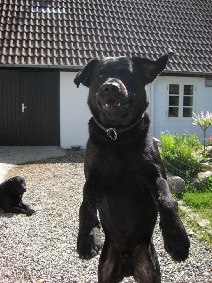 Blanding af racer Lakrids billede 3