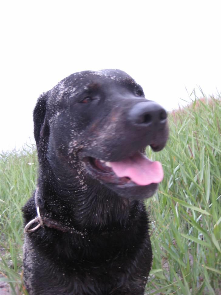 Blanding af racer Lakrids billede 5