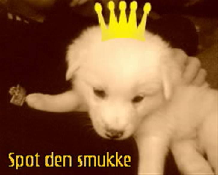 Blanding af racer Spot - Prinsen Sport som baby billede 1