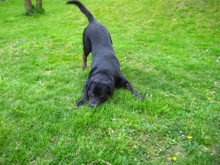 Blanding af racer Lakrids billede 6