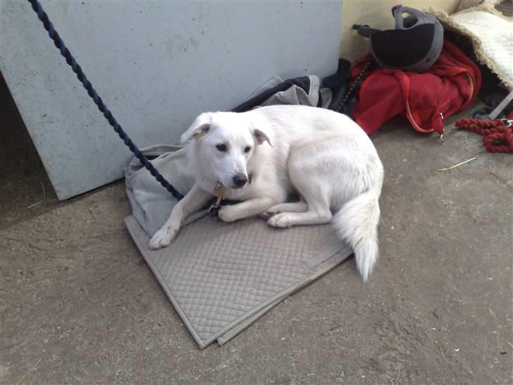 Blanding af racer Spot - Med på rideskolen billede 2