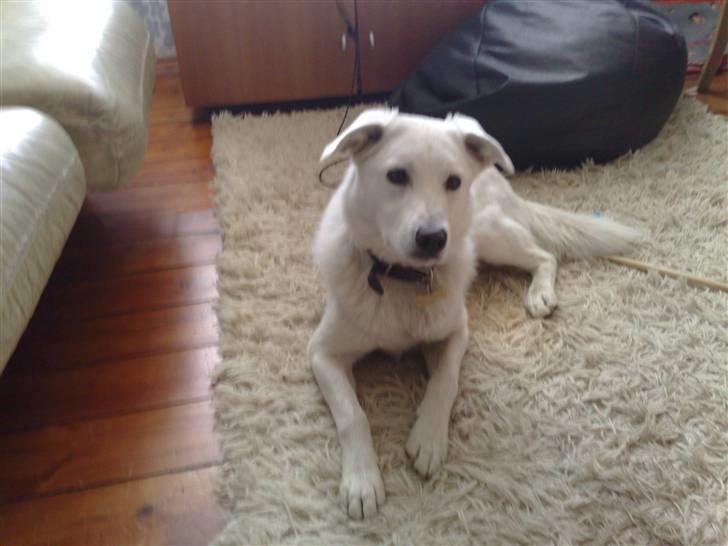 Blanding af racer Spot - Er jeg ikke fin? billede 3