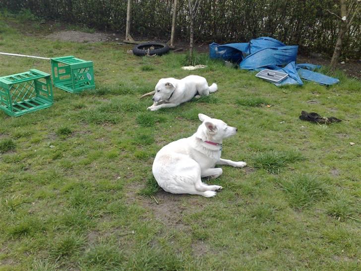 Blanding af racer Spot - Hygge i haven billede 4