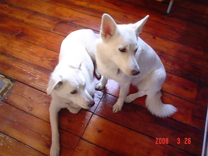 Blanding af racer Spot - Mig og min mor billede 5