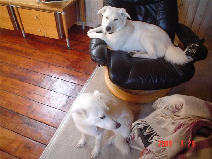 Blanding af racer Spot - Min stol! billede 6