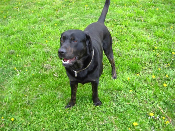 Blanding af racer Lakrids billede 7