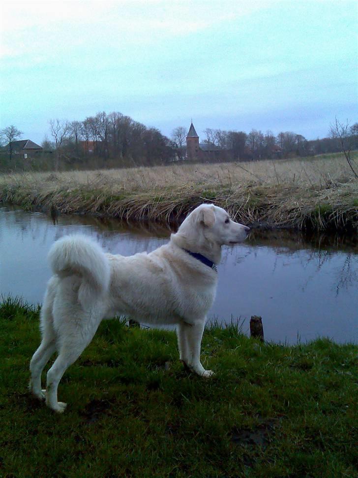 Blanding af racer Spot - Min far billede 7