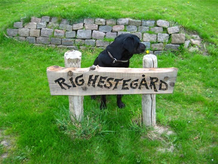 Blanding af racer Lakrids billede 8