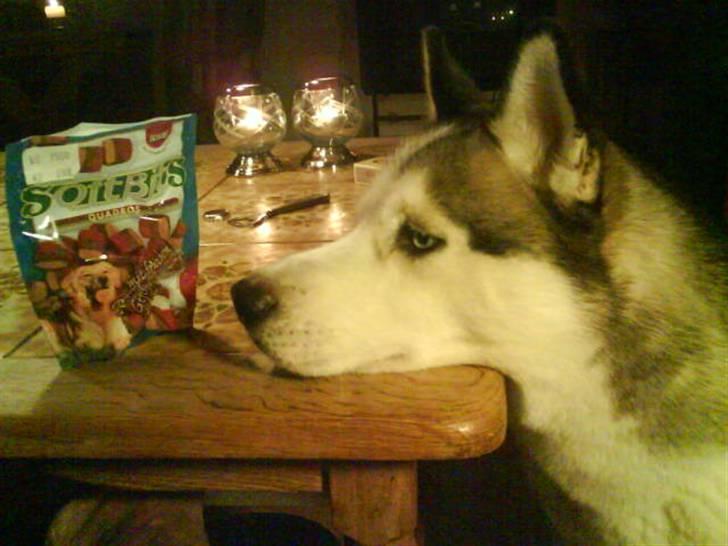 Siberian husky Kenzo billede 15