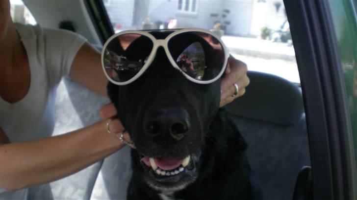 Flat coated retriever bonnie - så er bonnie sommer klar....  billede 10