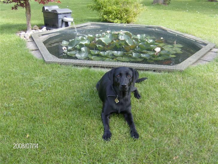 Labrador retriever pepsi - der er da flot her ved vores lille dam jeg elsker at skræme fiskene væk thi hi billede 8