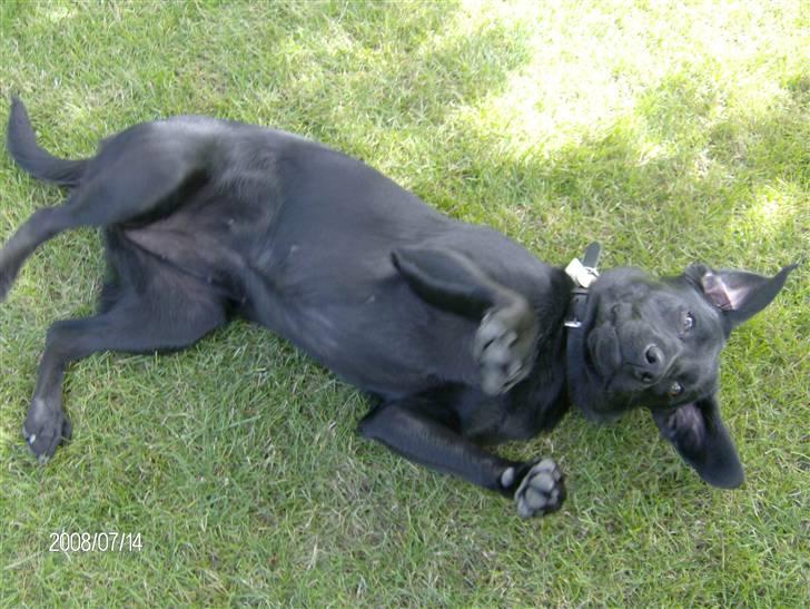 Labrador retriever pepsi - seee jeg kan rulle hvis bare jeg får en godbid he he billede 9