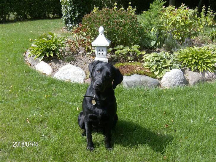 Labrador retriever pepsi - her er jeg igen med et flot bed som pynt billede 10