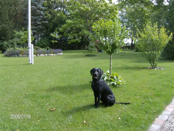 Labrador retriever pepsi - hvores store have ja den er også flot :) billede 11