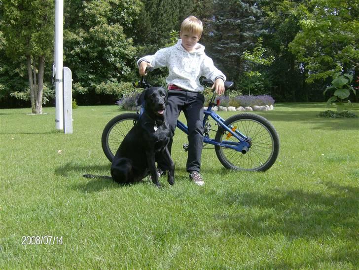 Labrador retriever pepsi - mig og min ejer Thomas :) billede 12