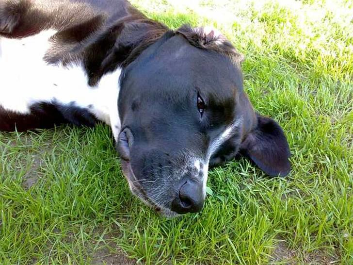 Blanding af racer Naja - Smut mor!! Jeg prøver altså på at sove !! Naja er træt af mig *GGG*  Taget d. 09/07-08 billede 9