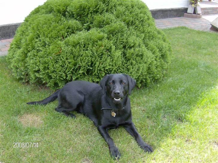 Labrador retriever pepsi billede 13