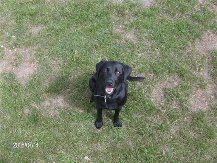 Labrador retriever pepsi - hvad skal du der oppe Thomas ?! billede 14