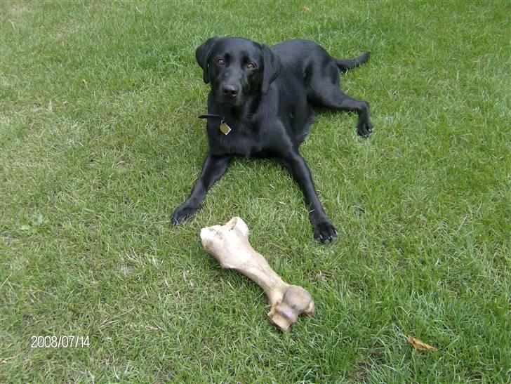 Labrador retriever pepsi - mit yndlings gumleben det er godtnok stort jeg har selv valgt det billede 15