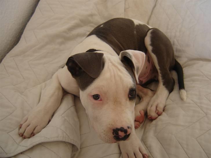 Amerikansk staffordshire terrier Milo billede 2