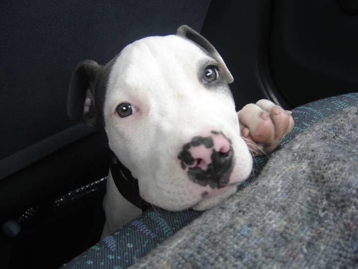 Amerikansk staffordshire terrier Milo billede 3