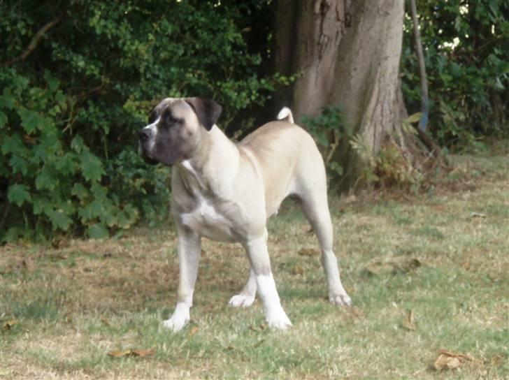 Boerboel Baloo "Abelle`s Atilla" - baloo 9 mdr.. billede 19