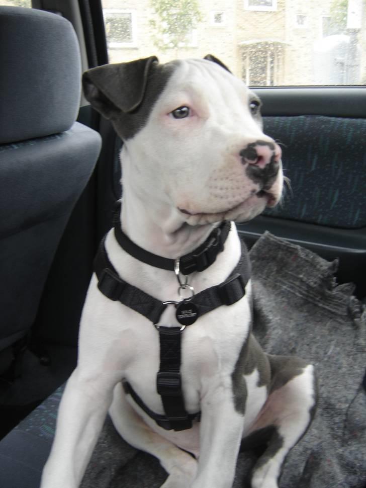 Amerikansk staffordshire terrier Milo billede 4