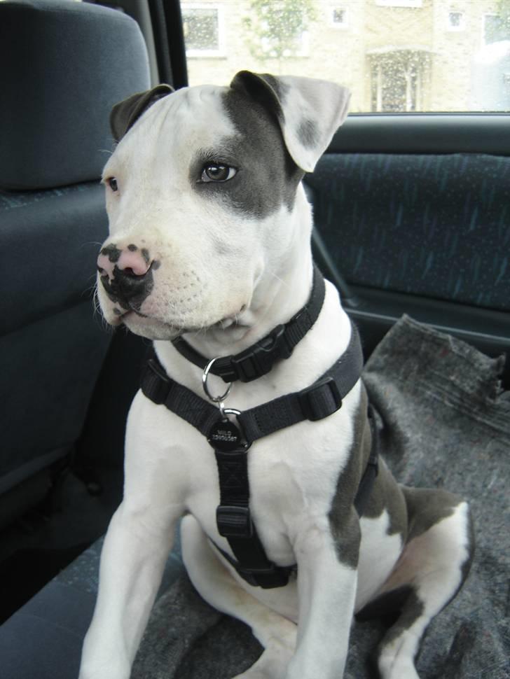 Amerikansk staffordshire terrier Milo billede 5