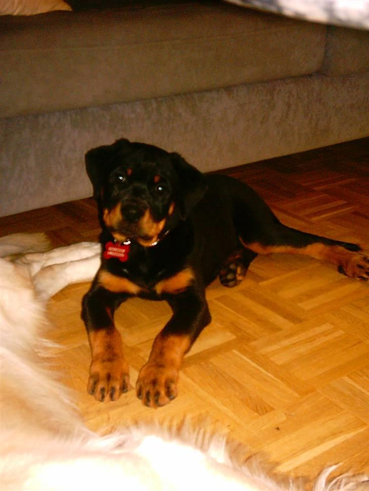 Rottweiler Kita billede 9