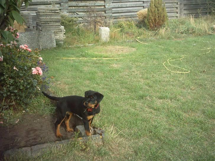 Rottweiler Kita billede 10