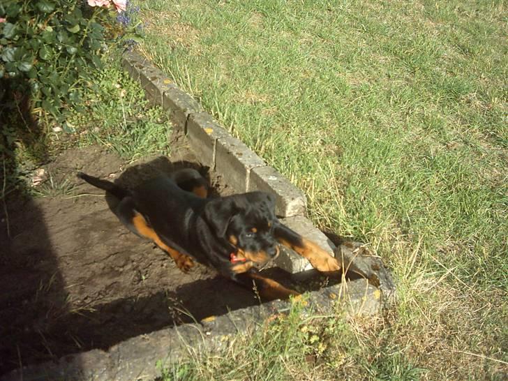 Rottweiler Kita billede 11