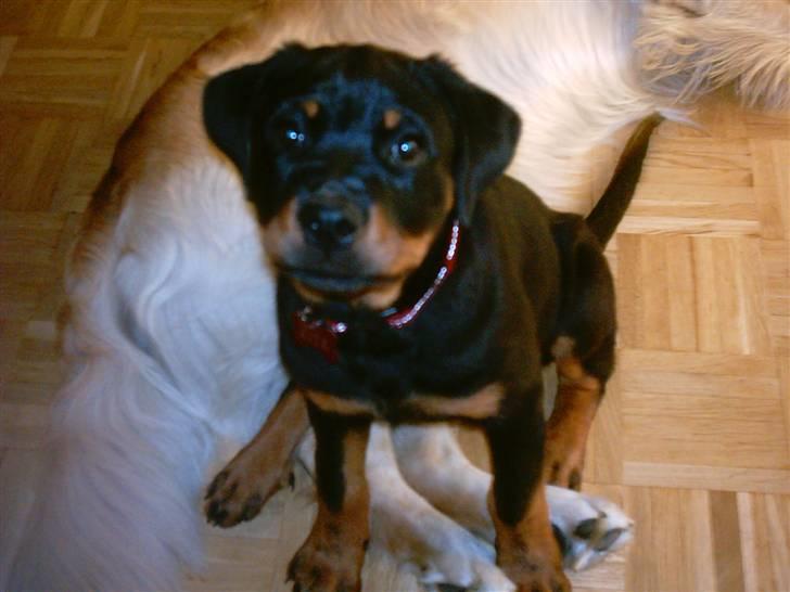 Rottweiler Kita billede 12