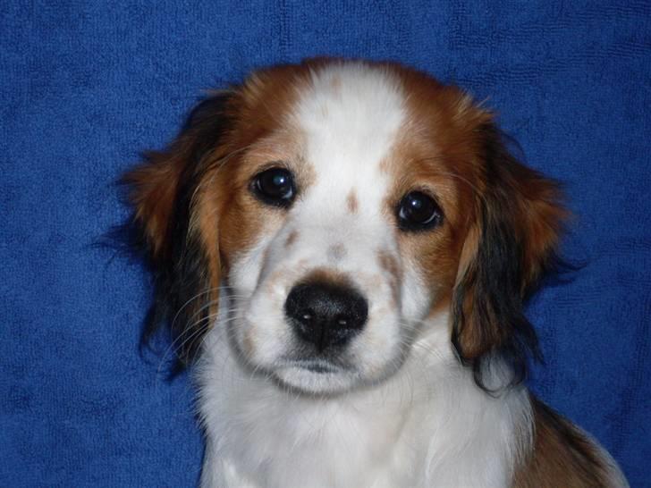 Kooikerhondje Høgedals (Lady) Smilla - Lille Smilla putter med bamsen Vapse billede 1