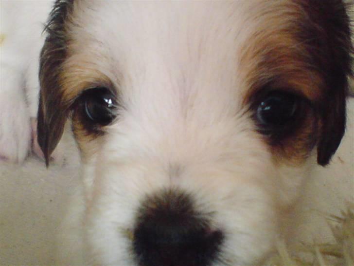 Kooikerhondje Høgedals (Lady) Smilla - "Se mine store mørke hunde-øjne" billede 2