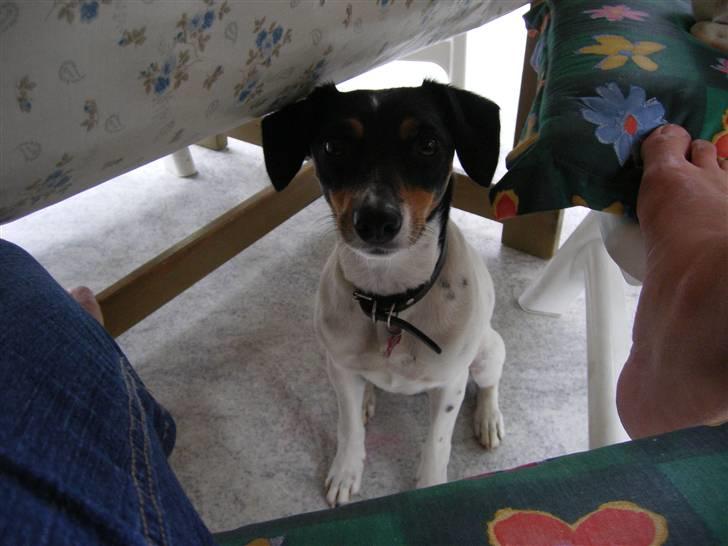 Dansk svensk gaardhund Tinke - Velkommen til Tinkes profil:D billede 1