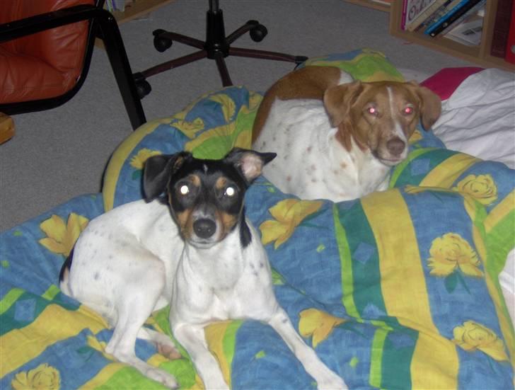 Dansk svensk gaardhund Tinke billede 2